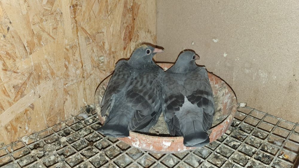 Porumbei voiajori