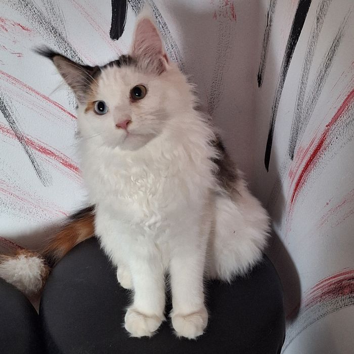 Main coon femelă