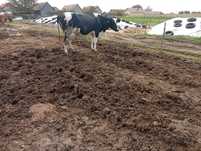 Vaca holstein cu origine
