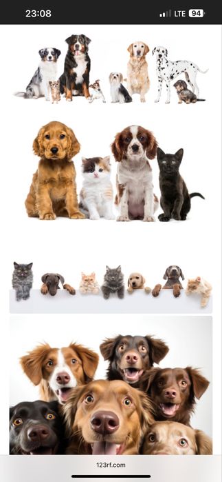 Transport animale “NON STOP”