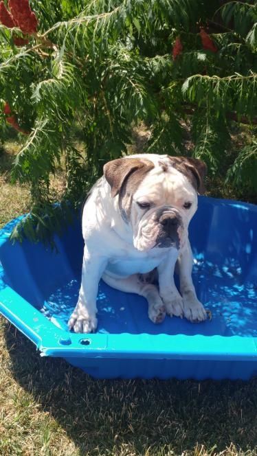 DONEZ Bulldog Englez