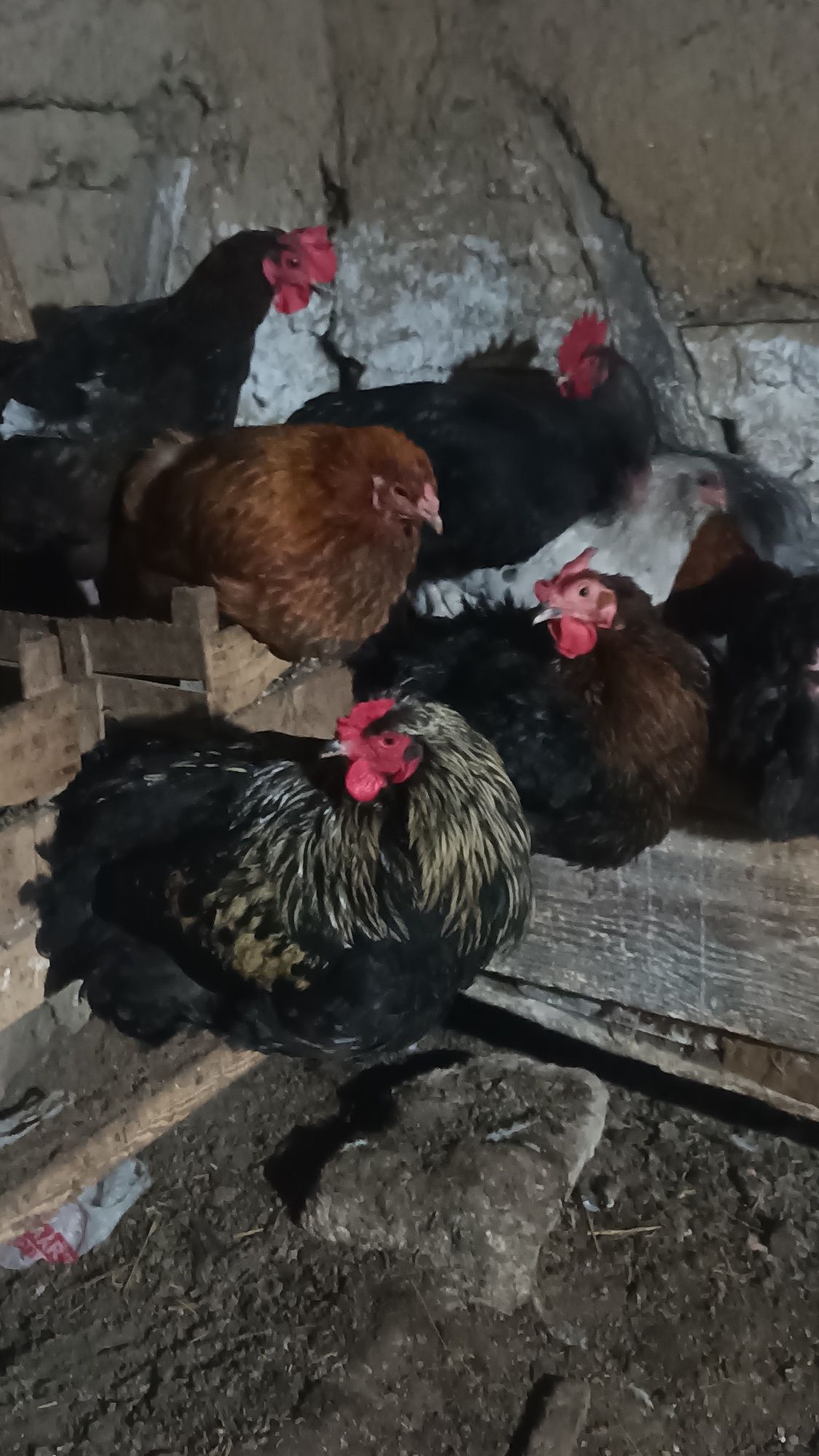 Продавам кокоши яйца 1,20