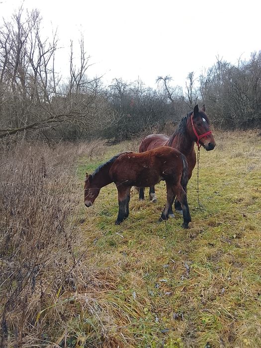 Vând mânz  mai multe detalii in privat la numarul de telefon