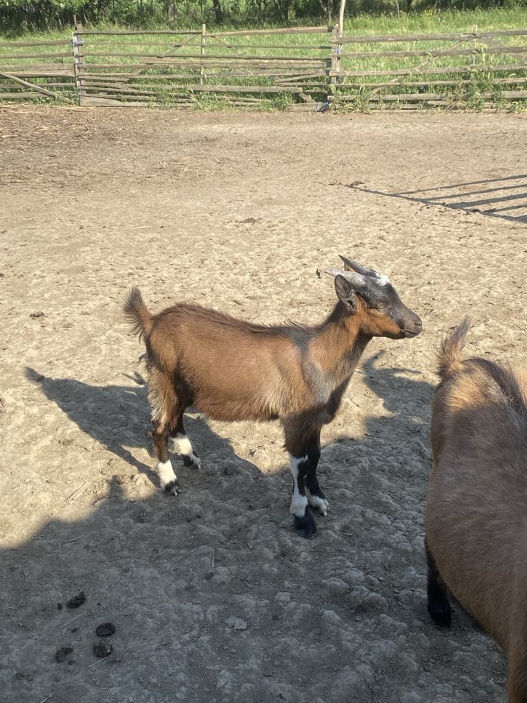 Vând țapi și iezi