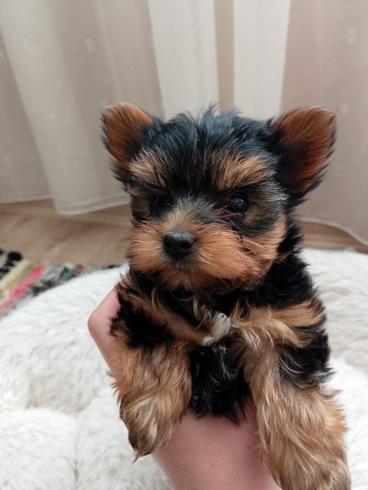 Мини йорки момченце