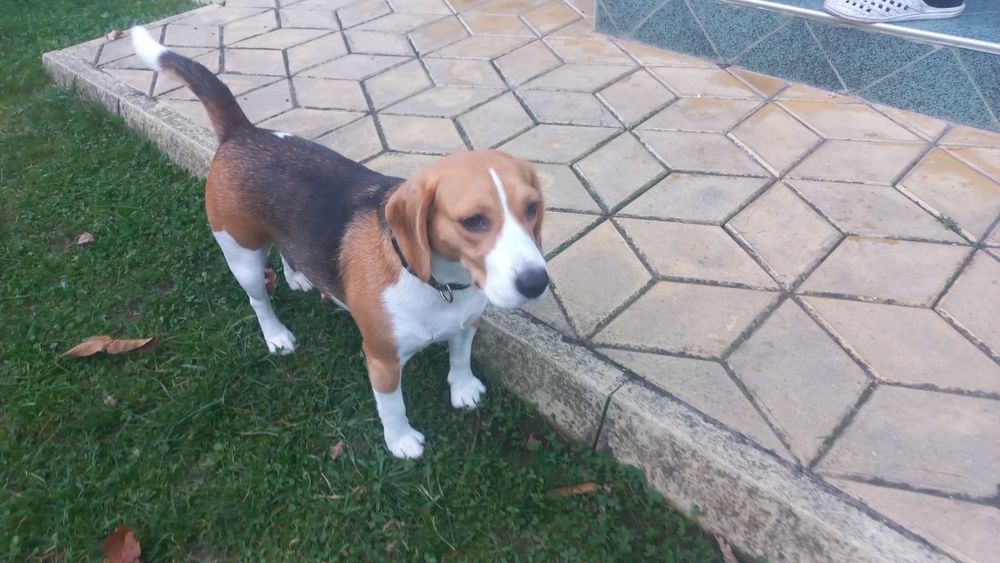 Куче порода Бигъл Чистокръвни трицветни и лимонени бигълчета