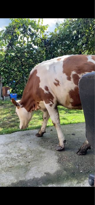 Vand vtea un an si sase luni