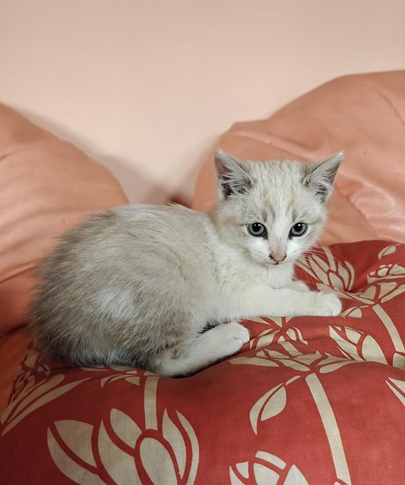 Pisoi spre adoptie
