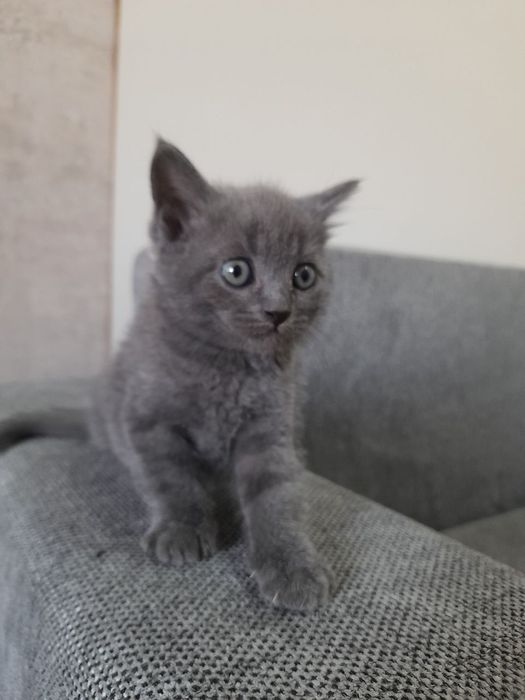 Срочно продаётся котята