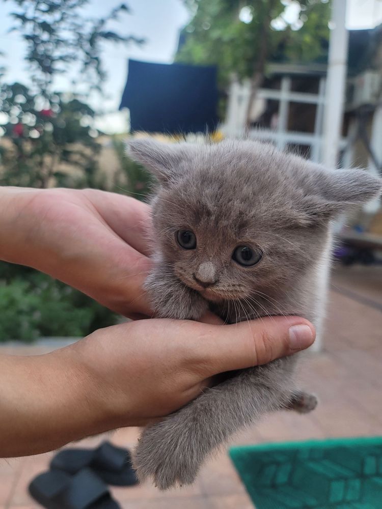 Котики 2 девочки 2 мальчика СРОЧНО!