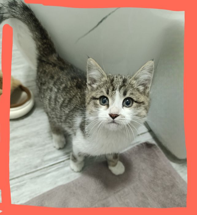 Спасённый с дерева милый котенок срочно ищет дом