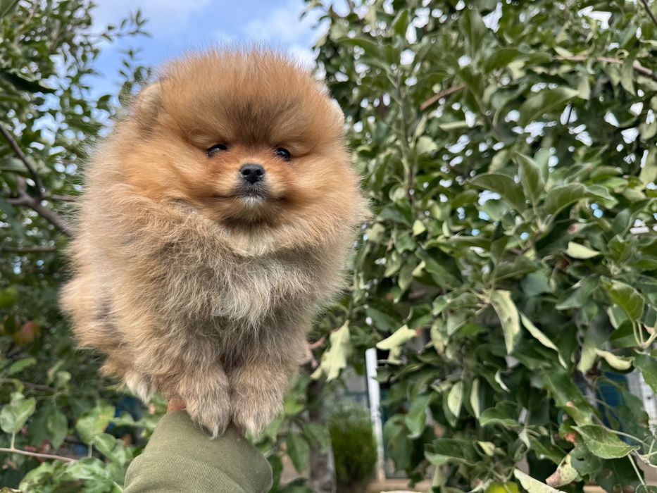 Продавам померан - възможна доставка
