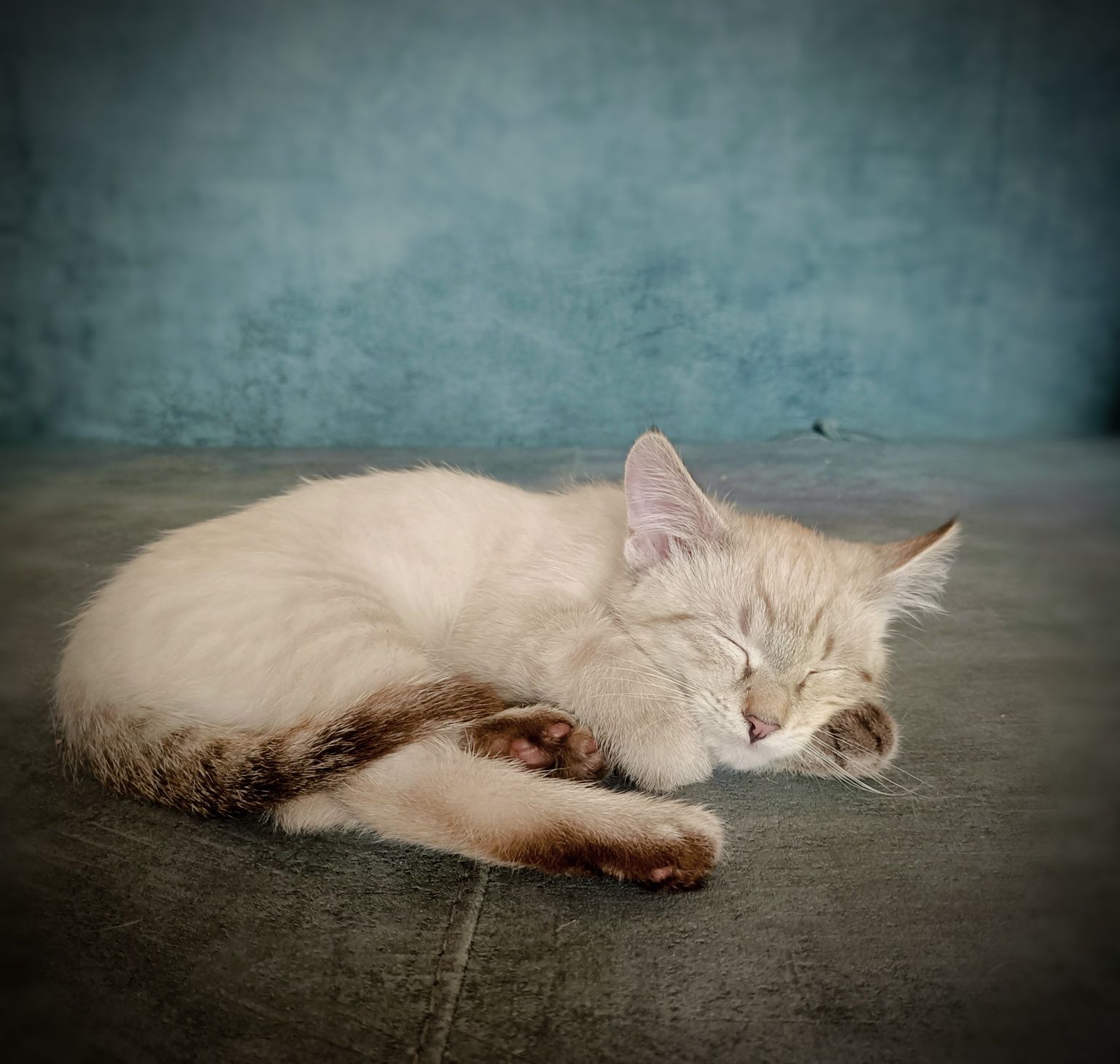 Котенок, возраст три месяца