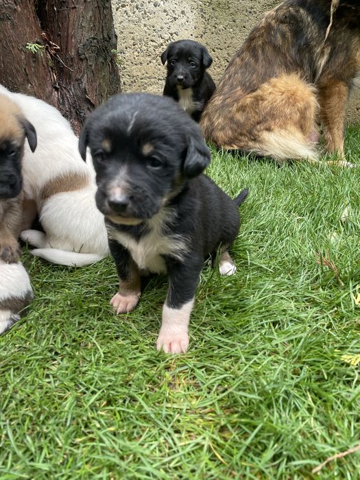 Spre Adoptie, 6 pui frumosi