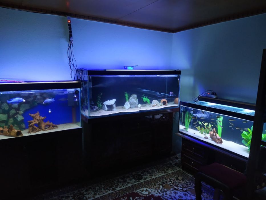 Akvoruim pastavkasi bilan xamma narsasi bor