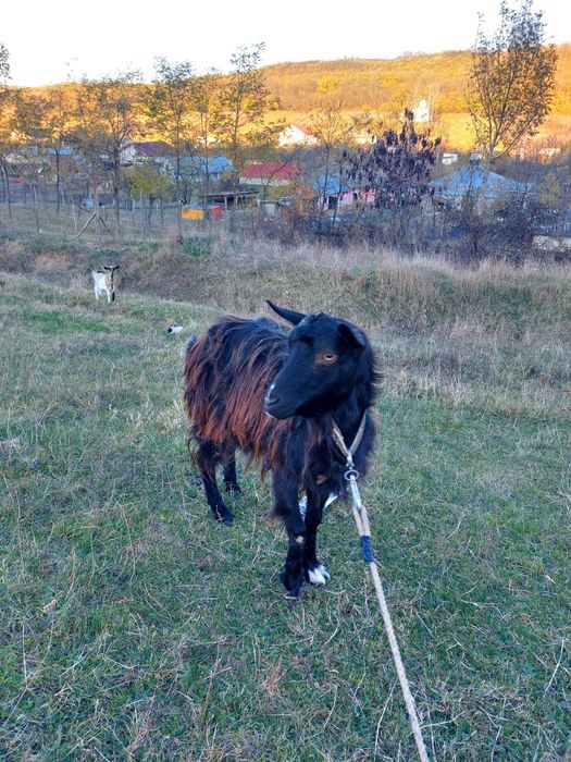 Vând capre gestante si țap