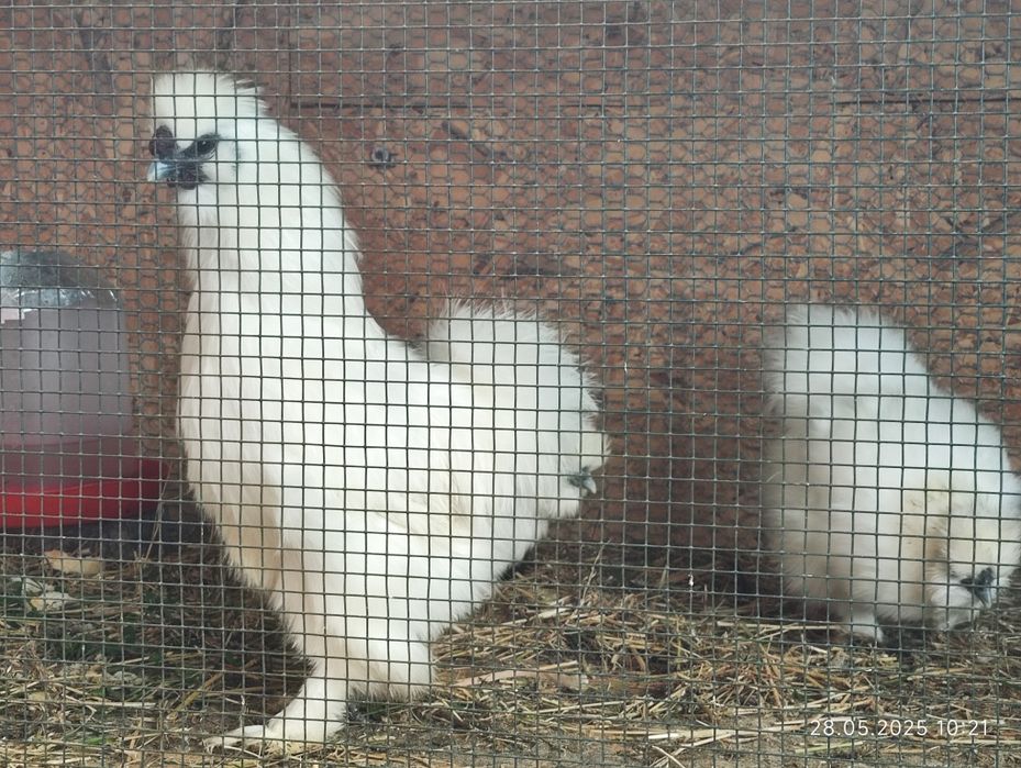 Găini mătase japoneza