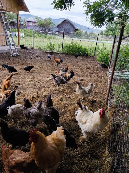 Cocosi sănătoși, crescuți natural – de vânzare