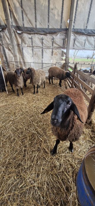 Vand berbecuti de tinut sau de taiat