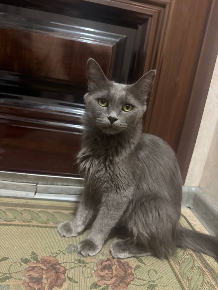 Кошка/кот/котёнок/домашний кот/mushuk/mushuk bolalari/mushukcha/mushum