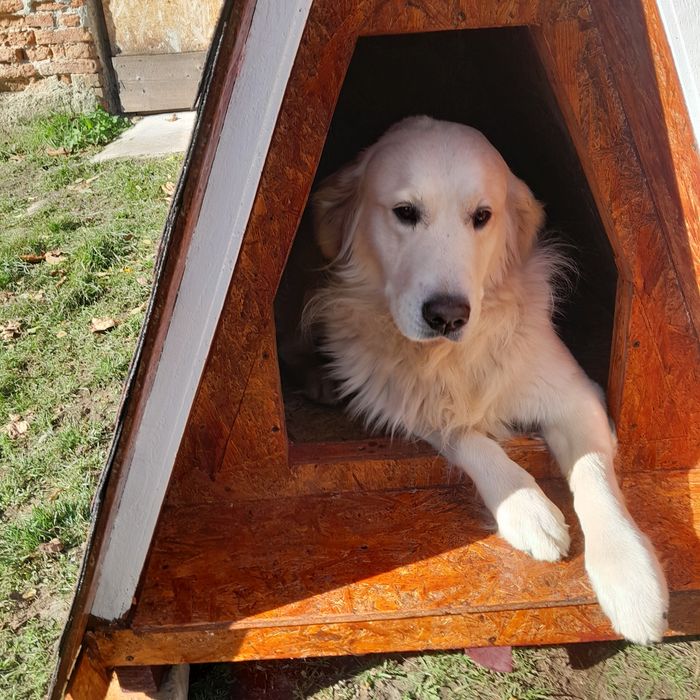 Cușcă câine talie medie sau mare