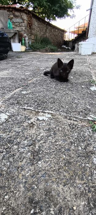 Подарява котенце