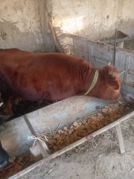 Бука 1,5 ешар соглом еб ичиши зур жавоб