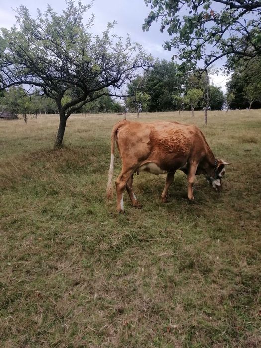 Vaca de vânzare, balțata românească