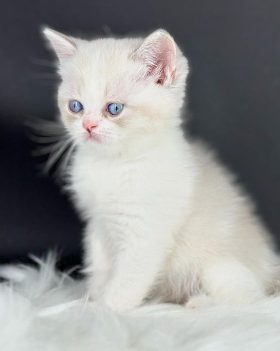 British Shorthair mascul