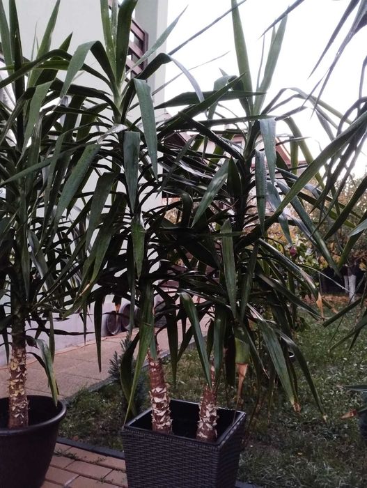 Yucca in ghiveci