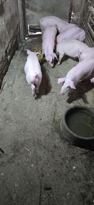 Продавам малки прасета