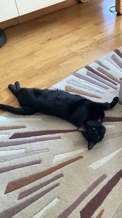 Подарявам котка на 3.5 години