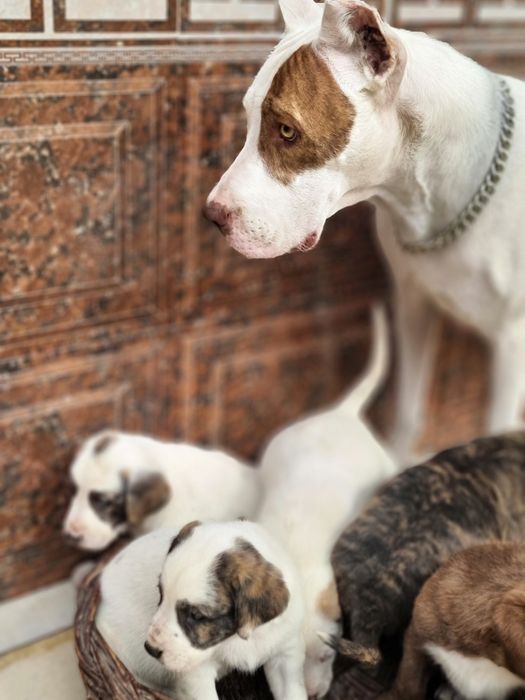 Pitbull..bollari sotiladi garantyasi bor tozza narsalar.