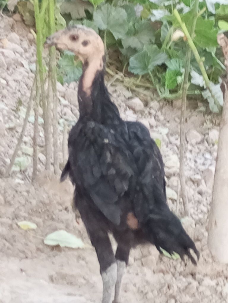 Vietnam jujasi tovuq