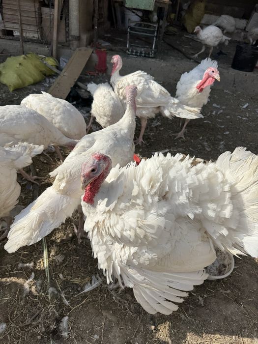 индюки курка индейка биг 6