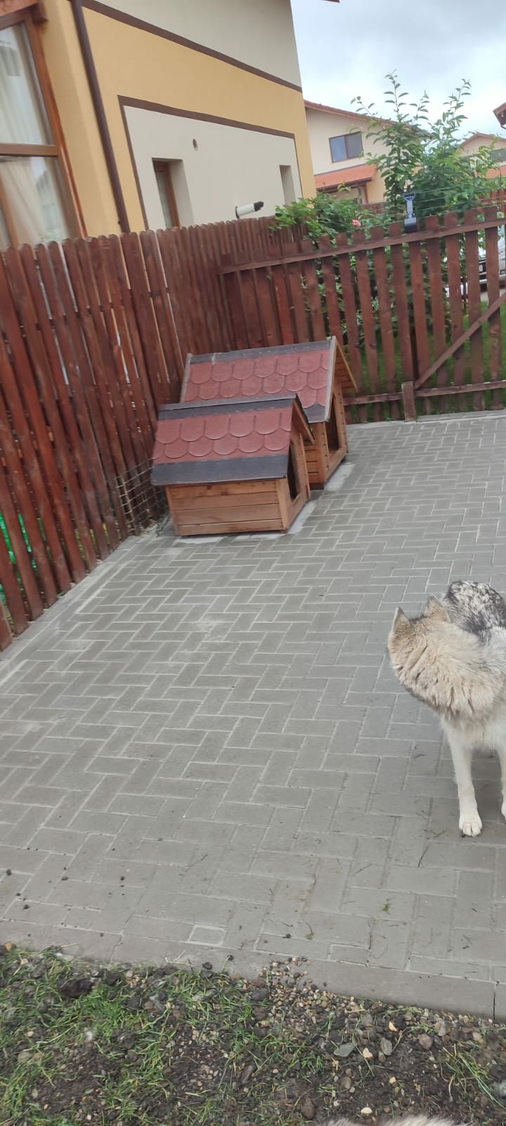 Pavaje curți dale borduri gazon Brasov superpret si miniexcavator