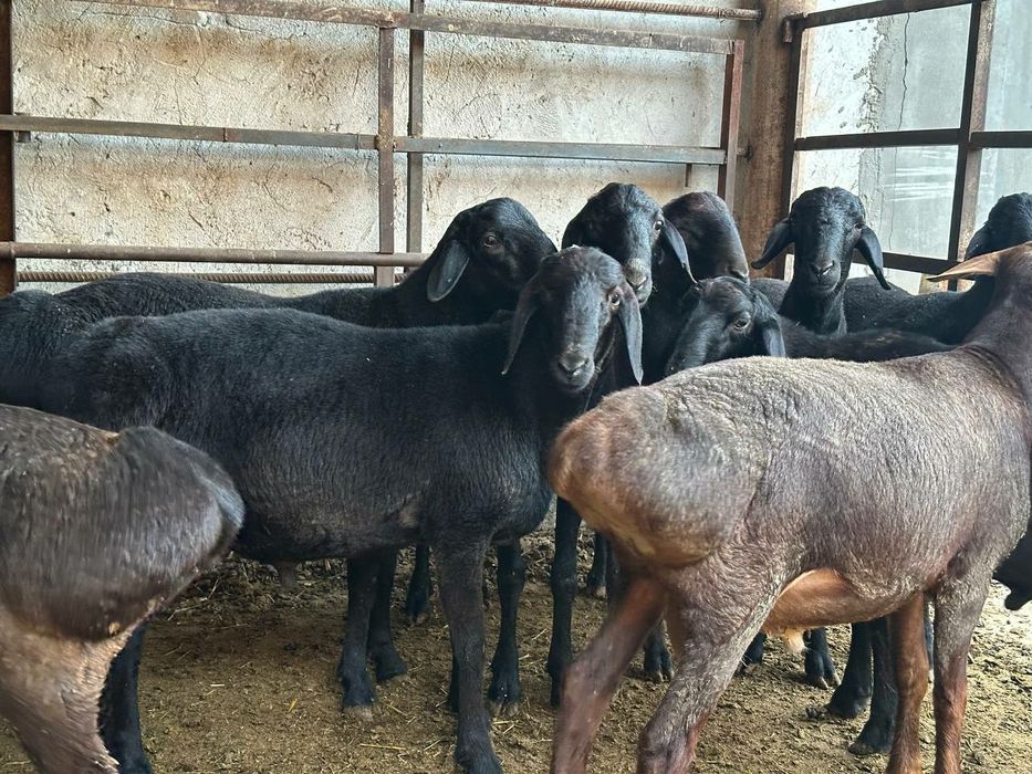 Qocqorla sotiladi aqiqa ehoson uchun