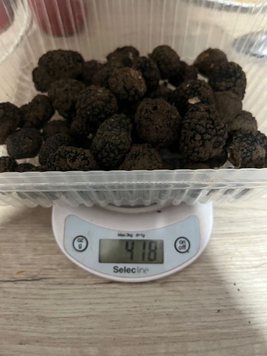 Trufe negre de iarnă