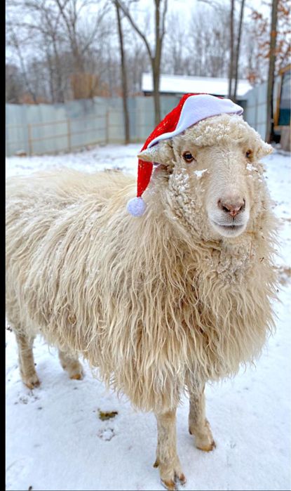 Продам мясо Баранины!