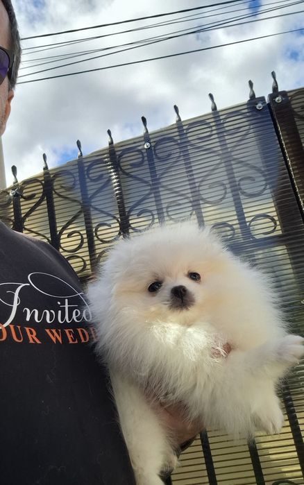Pomeranian pui talie mică
