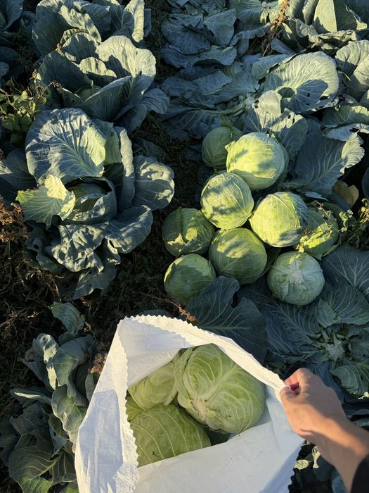 Зеле Чийрз и Марлу