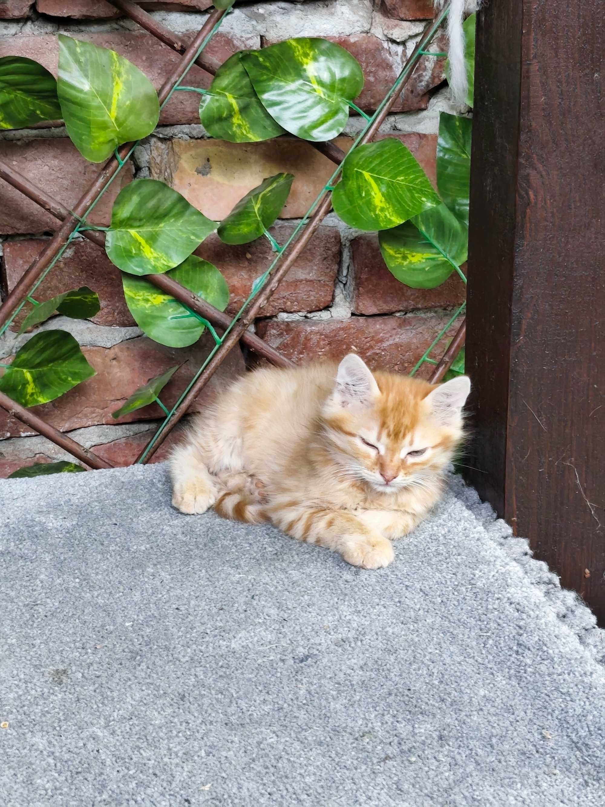 Подарявам котенца