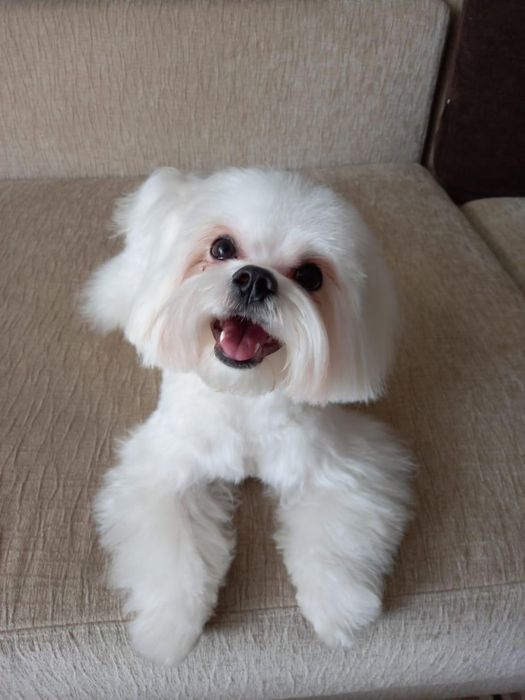 Вязка, бесплатно. Мальчик , мальтеза