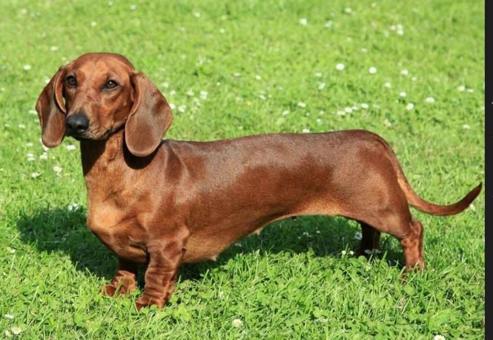 Продаём щенка Таксы