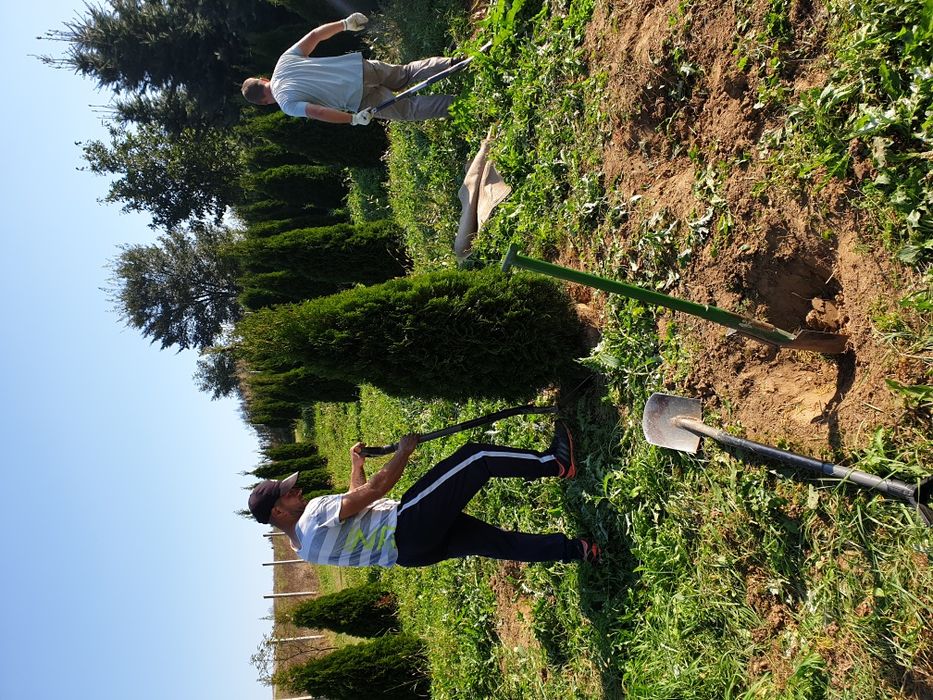 Tuia, brad, mesteacăn, tei, platan, magnolie si multe altele