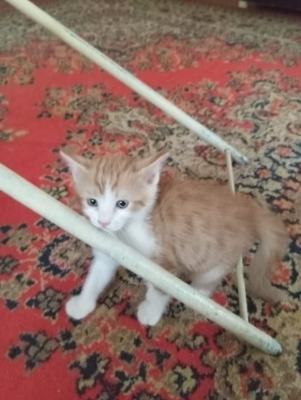 КОТЯТА В Добрые Руки!