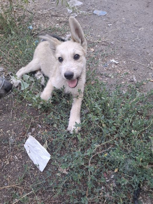 Щенок ищет  дом, любящих хозяев.