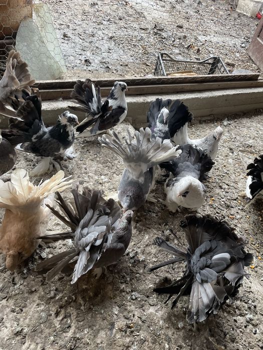 Vand porumbei voltati indieni