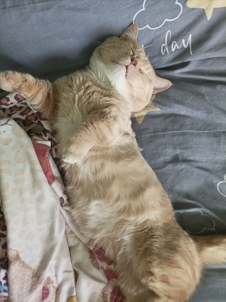 Mushuk / Кот   .