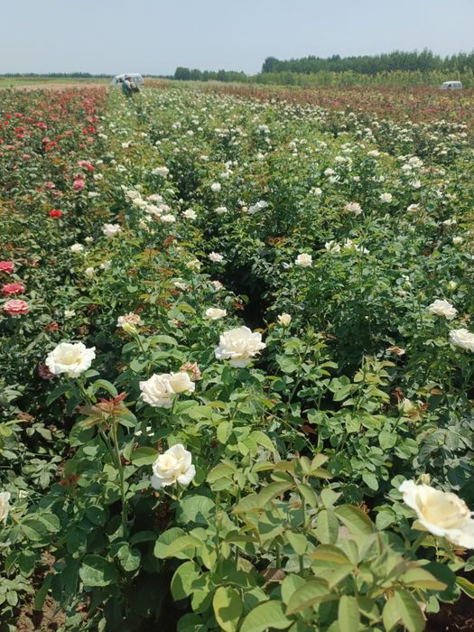 Atirgul koʻchatla sotiladi